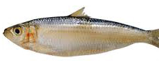 Indian oil sardine