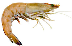 King prawn