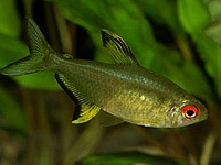 Lemon Tetra