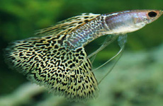 Leopard Guppy