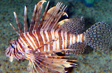 LionFish