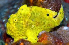 Longlure frogfish