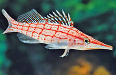 Longnose hawkfish