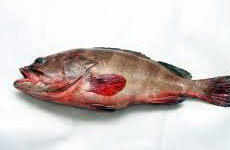 Malabar reef cod