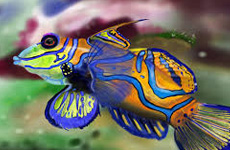 Mandarinfish