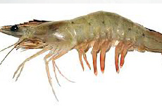 Marine shrimp