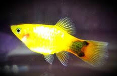 Mickey Mouse Platy