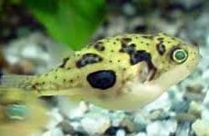 Monotetrus Travancoricus Puffer Fish