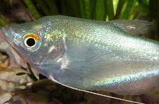 MoonLightGourami