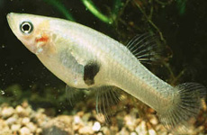 MosquitoFish