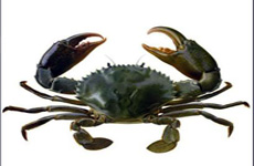 Mud crab