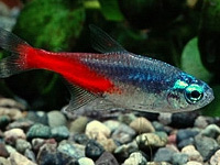 Neon Tetra