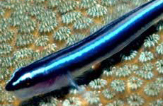 Neon goby