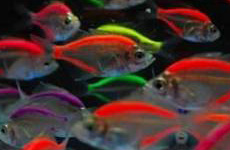 PaintedGlassFish