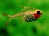 Panda Tetra