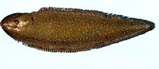 Paraplagusia bilineata