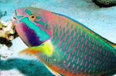 Parote Wrasse