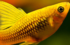 Pineapple Platy