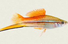 Pineapple Swordtail