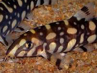 Polka Dotted Loach