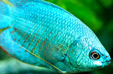 PowderBlueGourami