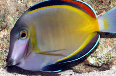 PowderBrownTang