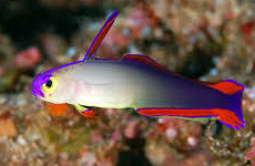 Purple fire Dart fish