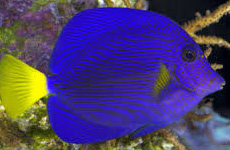 Purple tang