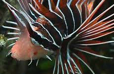 Radiata lionfish