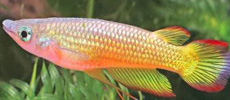 Rainbow Panchax