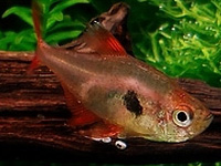 Red Phantom Tetra