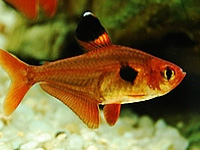 Red Phantom Tetra