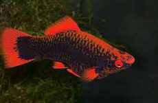 Red Eye Swordtail