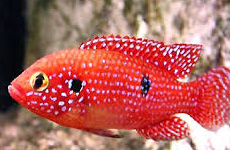 Red Jwel Fish