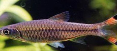 Red Scissor Tail Rasbora