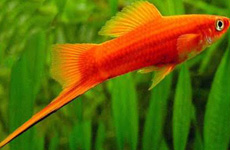 Red Swordtail