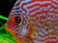 Red TurquoiseDiscus