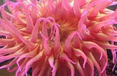 RoseSeaAnemone