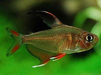 Rosy Tetra