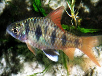 Sahyadri Barb