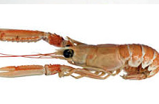 Scampi