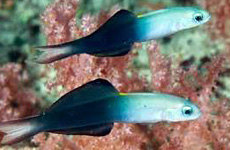 Scissortail dartfish