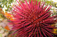 SeaUrchins