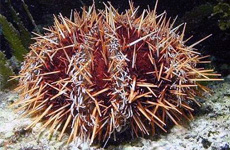 Sea urchin