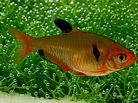 Serpae Tetra