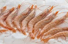 Shrimps