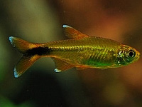 SilvertipTetra