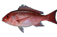 Snapper