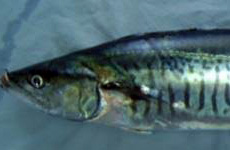 Spanish-mackerel