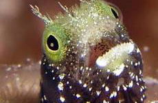 Spinyhead blenny